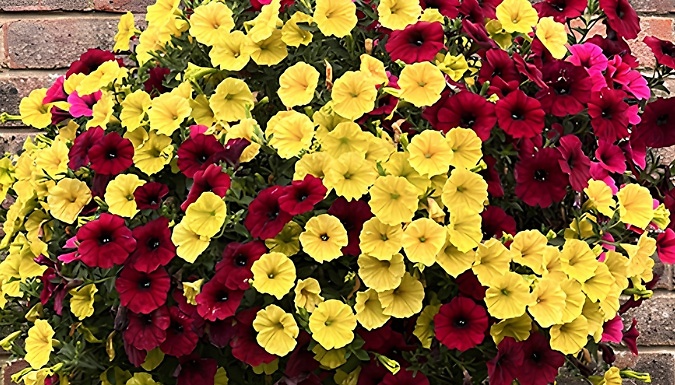 Pre-Planted Petunia Summer Nights Hanging Basket - 14-Inches!