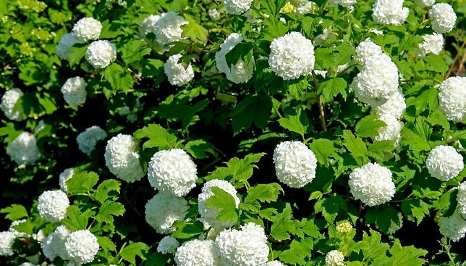 Viburnum Opulus Roseum Snowball Tree