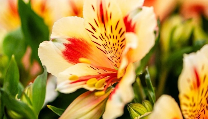 Alstroemeria Inticancha 'Sun' Collection Jumbo Plugs - 3, 6 or 9-Pack!