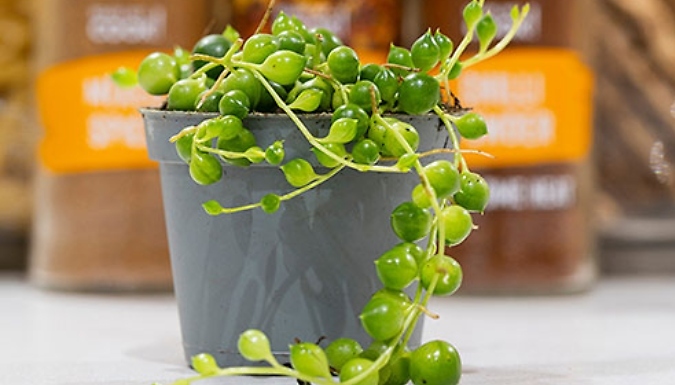 3 Pots of String of Beads Houseplants