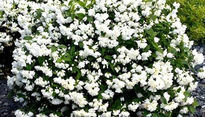 Mock Orange Philadelphus 'Snowbelle' Plant