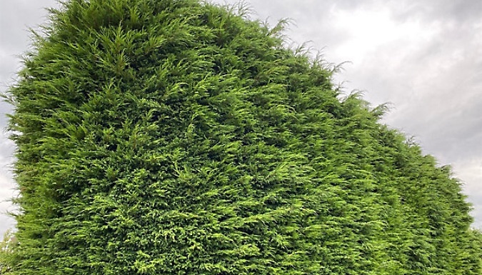 10-Pack of Green Leylandii Cupressocyparis Hedging Trees - All in 3L Pots!