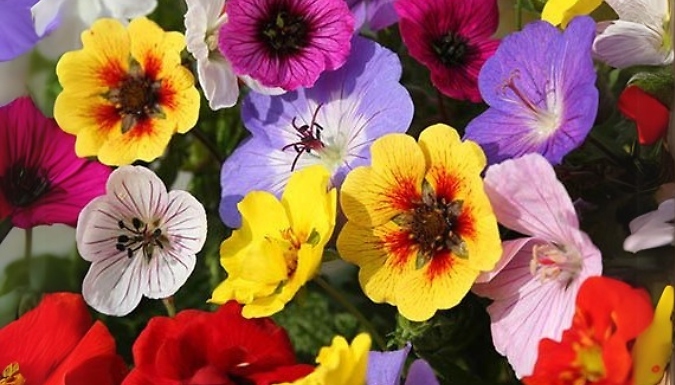 6-Pack 'Festival Mix' Geranium & Potentillas