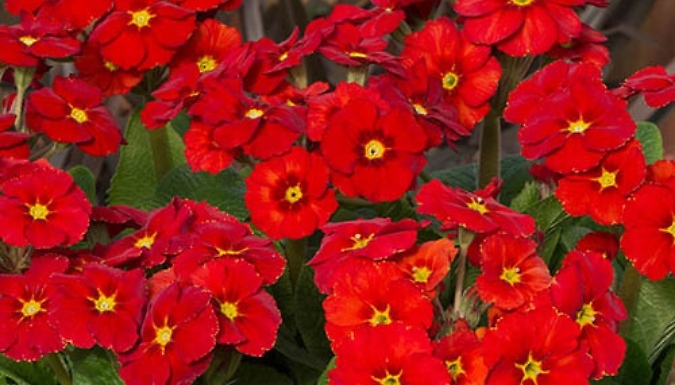 Polyanthus Stella Scarlet Pimpernel Plants - 10 or 20!