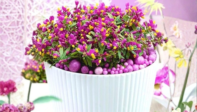 Polygala Chamaebuxus Grandiflora Shrub
