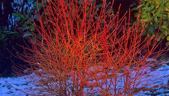 Cornus Sanguinea 'Midwinter Fire' - 1 or 3 Pots