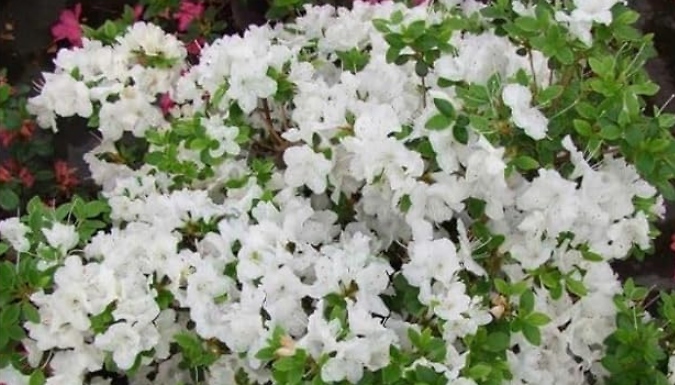Dwarf Japanese Azalea Japonica 'Panda' - 3 Options!