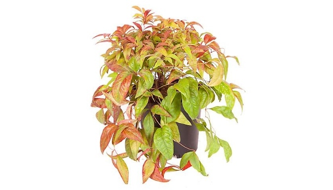 2L Nandina 'Fire Power' Plant - Garden Ready!