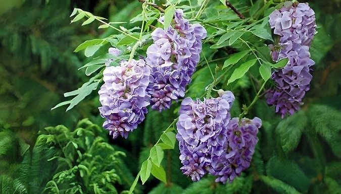 Wisteria Amethyst Falls at Go Groopie