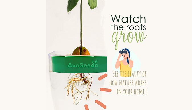 AvoSeedo Grow Your Own Avocado Tree