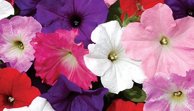 Petunia 'Easy Wave' Ultimate Mix - 12 Plug Plants!