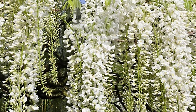 3L Wisteria Alba White Climbing Plant