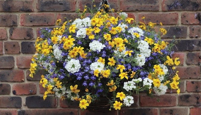 Pre-Planted Sherbet Lemon Rattan Hanging Basket - 35cm!