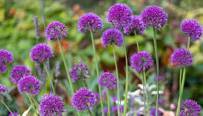 Allium 'Lavender Bubbles' - 1 or 3 Pots!