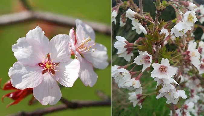 3L Mini-Standard Japanese Blossom Cherry 'Kojo-No-Mai'