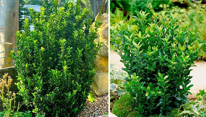 'Green Spire' Euonymus Japonica Spindle Bush - 1 or 3 Pots!