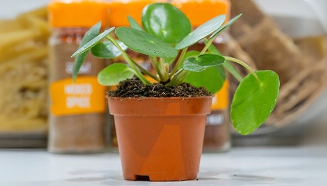 3 or 6 Chinese Money Plants