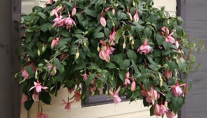 6 Fuchsia 'Julie Horton' Plugs