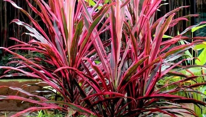 Cordyline 'Southern Splendour' Palm Tree - 1 or 2 Pots!