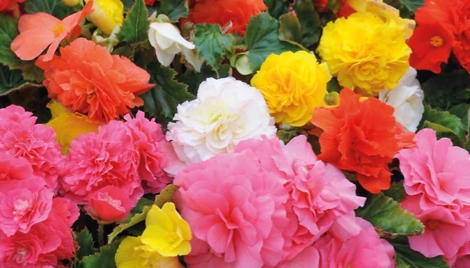 12 x Garden-Ready Begonia 'Non-Stop' Plants