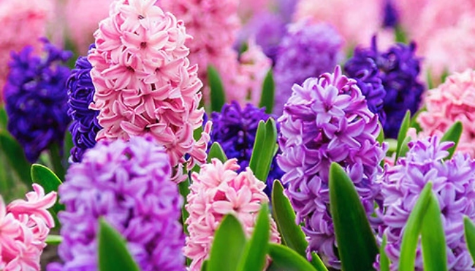 Hyacinth 'Berries and Cream' Mix Bulbs - 10 or 20 Bulbs!