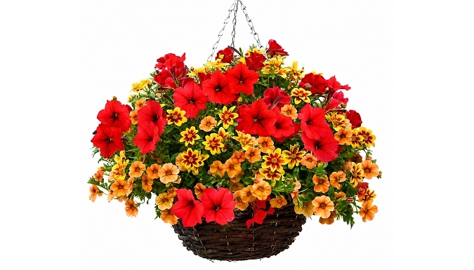 Pre-Planted Amber Shades Hanging Basket - 14-Inch!