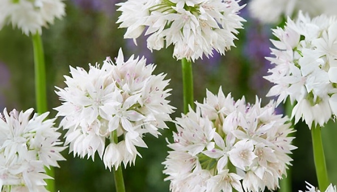 Allium 'Graceful Beauty' Bulbs - 50 or 150 Bulbs!