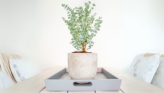 Gunnii 'Azura' Eucalyptus