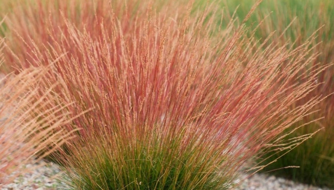 Ornamental Grass Festuca 'Sunrise' - 1 or 3 Potted Plants