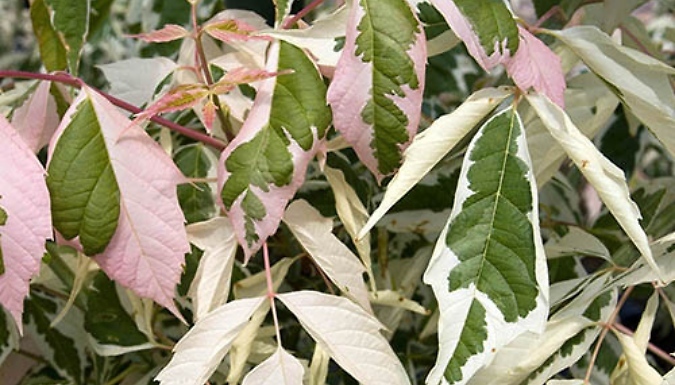 3L Garden Ready Acer Negundo 'Flamingo' Tree