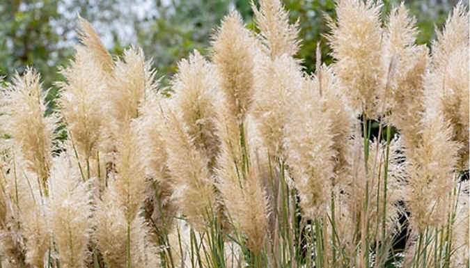 1, 2 or 3 Pots of Pampas Grass