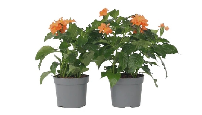 Crossandra 'Fortuna' Firecracker Flower - 2 or 4 Pots. from Go Groopie IE