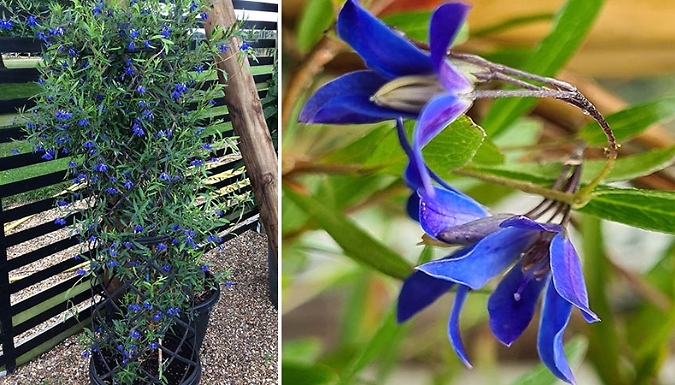 1 or 3 Sollya Heterophylla 'Ultra Blue' Plants - Garden Ready!