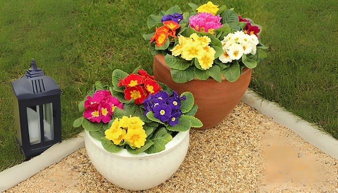 Rainbow Primrose Plants - 10 or 20!