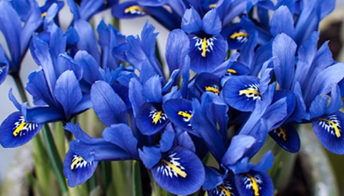 Miniature Iris Reticulata Blue Bulbs - 30 or 60 Bulbs!