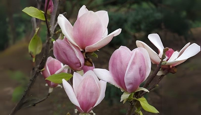 Magnolia Soulangeana Plant