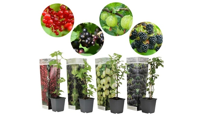 4-Pack Mixed Berries & Currants Set from Go Groopie IE