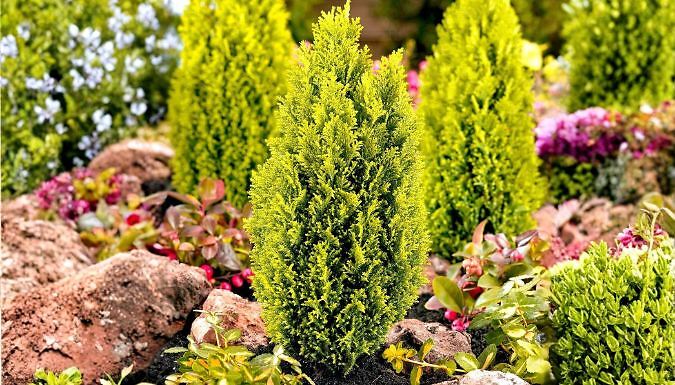Dwarf 'Ellwoods Gold' Conifer - 1 or 3-Pack!