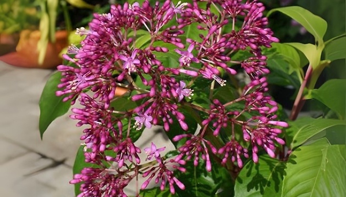 6 Tree Fuchsia Arborescens Jumbo Plugs