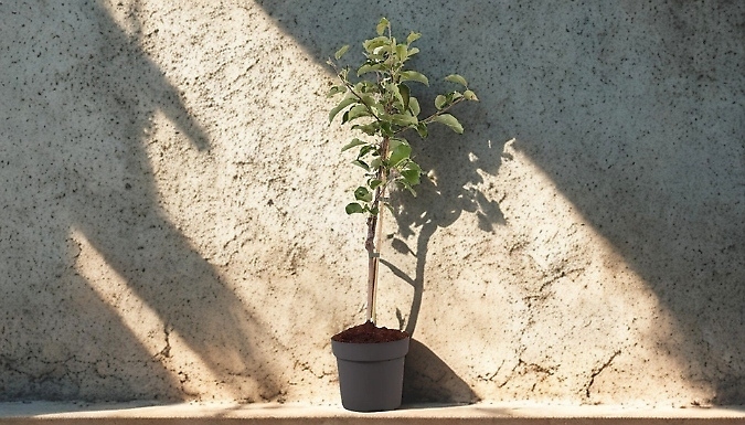 'Malus Elstar' Apple Tree