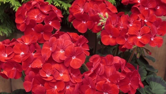 Image of 12 x Garden-Ready Geranium Plants - 2 Varieties