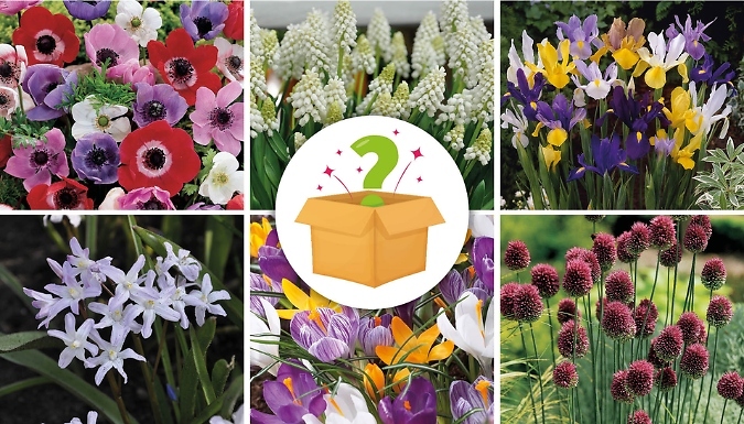 Mystery Spring Bulb Deal - 4 Options