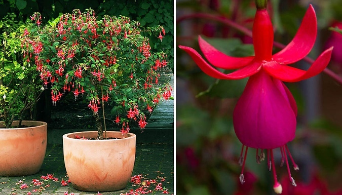 1 or 2-Pack of Patio Fuchsia Trees