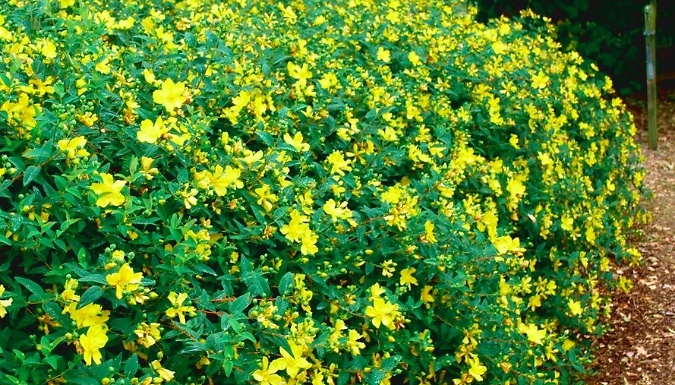 St John's Wort Hypericum 'Hidcote' Plant