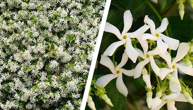 Garden Ready Star Jasmine Trachelospermum