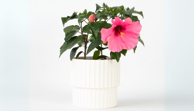 Chinese Hibiscus Rosa-Sinensis - 5 Colours from Go Groopie IE