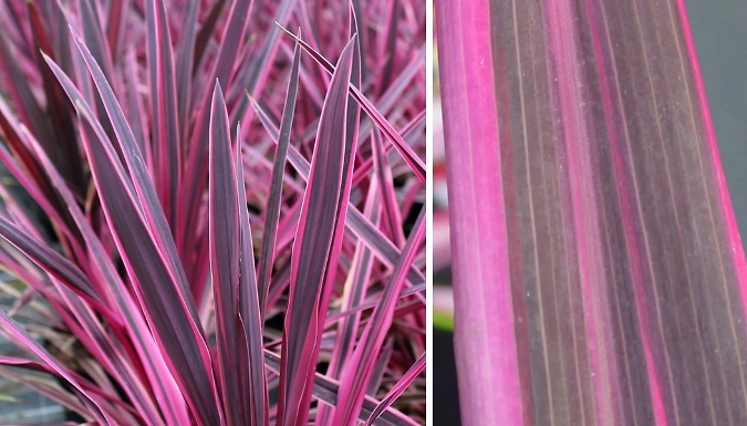 Cordyline 'Pink Passion' - 1 or 2 Pots!
