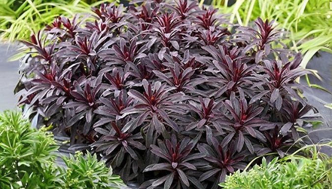 1 or 3 Euphorbia 'Miner's Merlot' Plants