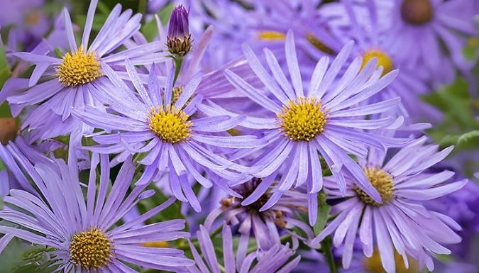 Aster Frikartii Footki Monch Plant - Garden Ready!