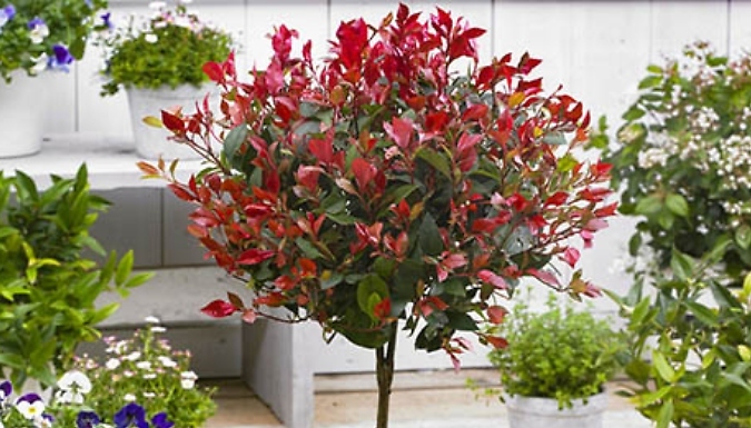 3L Garden Ready Standard Photinia 'Red Robin' Trees!